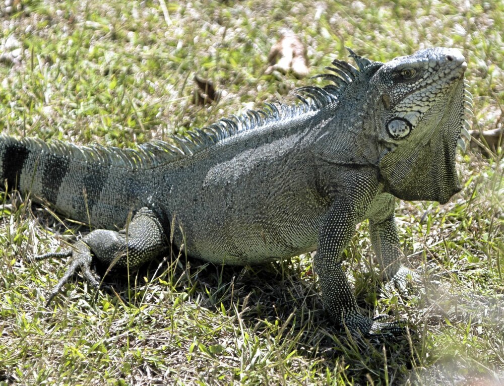 DYRELIV: Sammenlignet med andre tropiske øyer var det opprinnelig sparsomt med dyreliv her. Iguaner er blant de opprinnelige «innbyggerne». DYRELIV: Sammenlignet med andre tropiske øyer var det opprinnelig sparsomt med dyreliv her. Iguaner er blant de opprinnelige «innbyggerne».