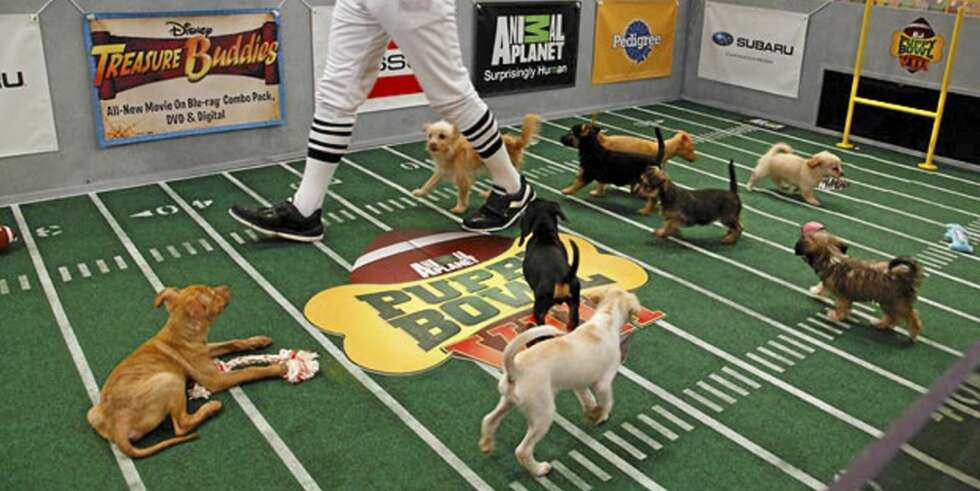 PUPPY BOWL: Kjæledyr-fansens svar på Super Bowl går på Animal Planet. PUPPY BOWL: Kjæledyr-fansens svar på Super Bowl går på Animal Planet.