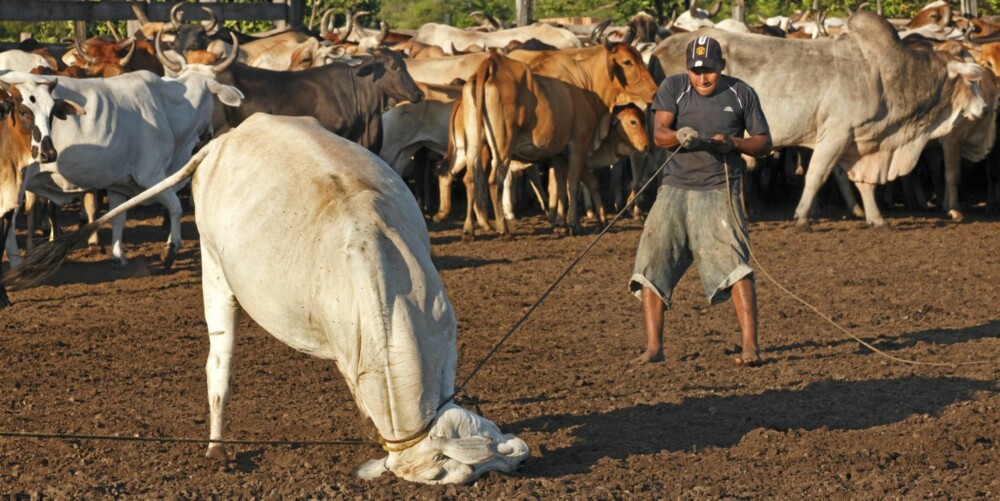 Ingen kjære mor verken for kveg eller cowboyer. Ingen kjære mor verken for kveg eller cowboyer.