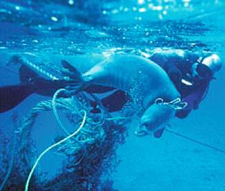 Dykkere prøver å redde en kobbe som har viklet seg inn i tauverket etter et kassert fiskegarn utenfor Hawaii. Dykkere prøver å redde en kobbe som har viklet seg inn i tauverket etter et kassert fiskegarn utenfor Hawaii.