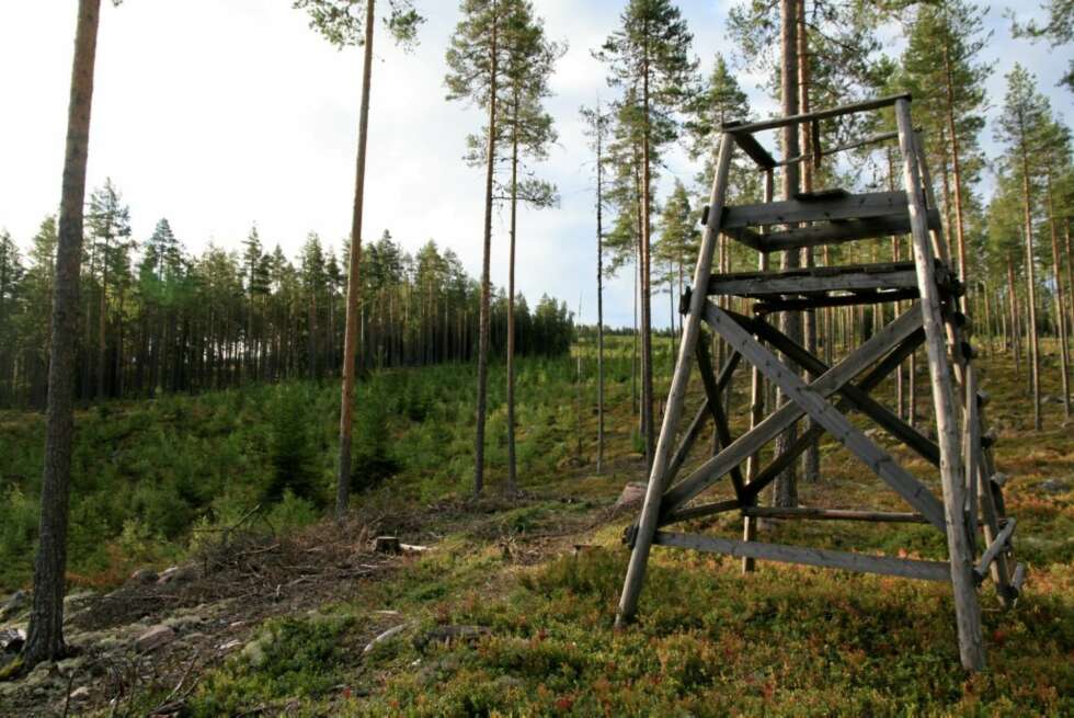 BAKPOSTEN: Bakposten legges ofte høyt i terrenget, som på en kolle eller ved en fjellvegg - eller i et jakttårn. BAKPOSTEN: Bakposten legges ofte høyt i terrenget, som på en kolle eller ved en fjellvegg - eller i et jakttårn.