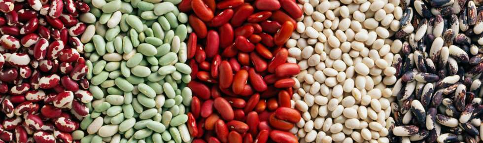 BØNNER: Bønner er et viktig supplement til det vegetariske og veganske kostholdet. Her er fem forskjellige sorter. BØNNER: Bønner er et viktig supplement til det vegetariske og veganske kostholdet. Her er fem forskjellige sorter.