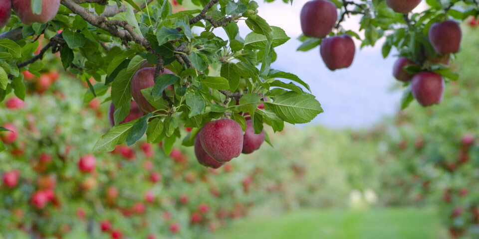 FRUKTTRÆR: Det er mye å ta hensyn til for å få rikelig blomstring og fruktsetting på frukttrærne dine, men godt vedlikehold er en av de viktigste faktorene. Foto: Gettyimages.com. FRUKTTRÆR: Det er mye å ta hensyn til for å få rikelig blomstring og fruktsetting på frukttrærne dine, men godt vedlikehold er en av de viktigste faktorene. Foto: Gettyimages.com.