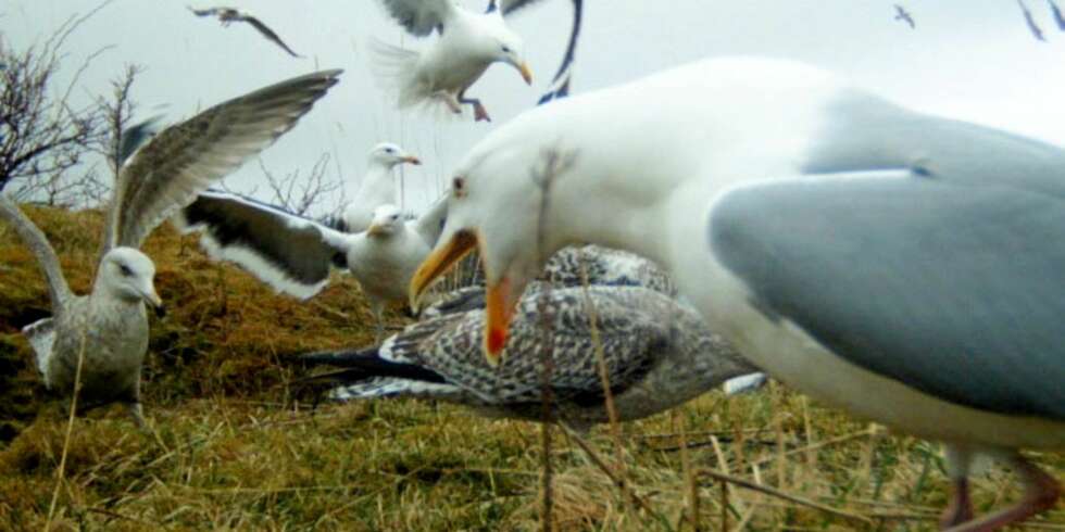 MENS VI VENTER PÅ ØRN: En dag kommer nok havørna på åtet med fiskeslo, men inntil det skjer, blir det måsebilder i bøtter og spann. MENS VI VENTER PÅ ØRN: En dag kommer nok havørna på åtet med fiskeslo, men inntil det skjer, blir det måsebilder i bøtter og spann.