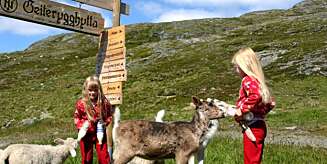 REINSDYR: Søte killinger på Geiterygghytta i Skarvheimen. REINSDYR: Søte killinger på Geiterygghytta i Skarvheimen.