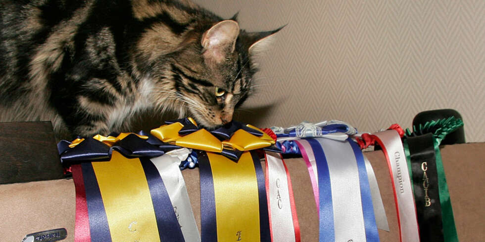 Veronicas katt Cindy er stolt av premiene. Veronicas katt Cindy er stolt av premiene.