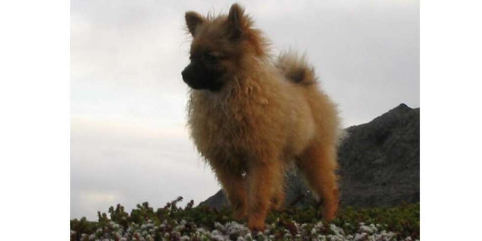 Hunden Enya Hunden Enya