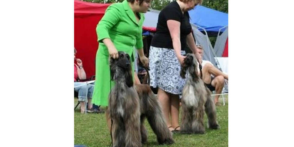 Marita stiller ut hunden. Marita stiller ut hunden.