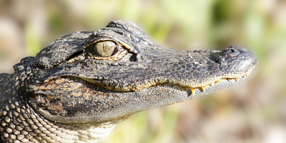 HJELP: En alligator i hagen! HJELP: En alligator i hagen!