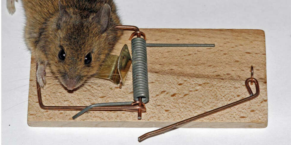 Mouse Traps. Mouse Traps.