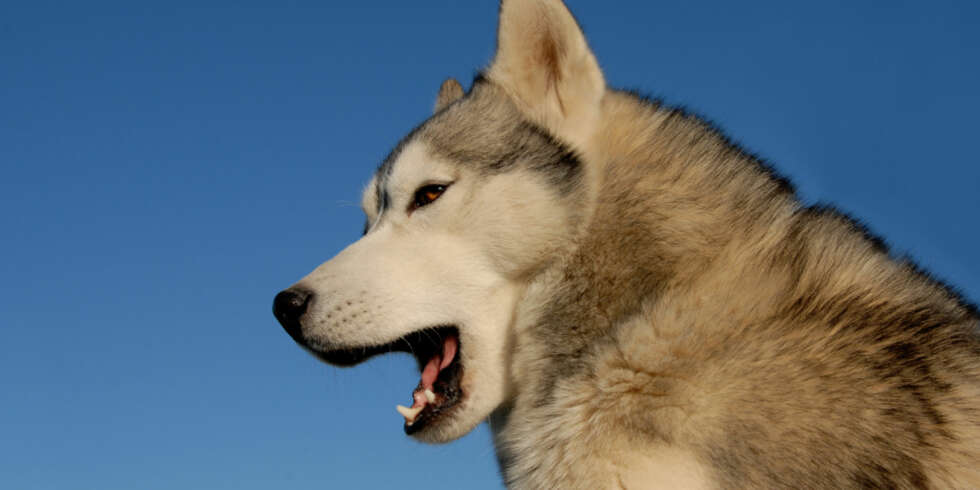 Howl!! Howl!!