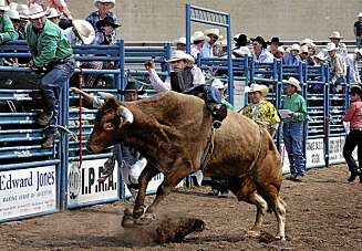 OKSERIDING: En ung cowboy holder seg fast. OKSERIDING: En ung cowboy holder seg fast.