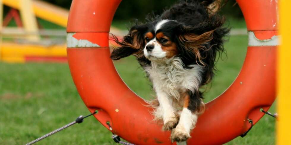 Agility: å trene hunder i hopp og kombinasjoner. Agility: å trene hunder i hopp og kombinasjoner.