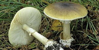 GRØNN FLUESOPP: Grønn fluesopp kan forveksles med grønnkremle, men grønnkremle mangler blant annet ring og knollformet stilkbasis med slire. GRØNN FLUESOPP: Grønn fluesopp kan forveksles med grønnkremle, men grønnkremle mangler blant annet ring og knollformet stilkbasis med slire.