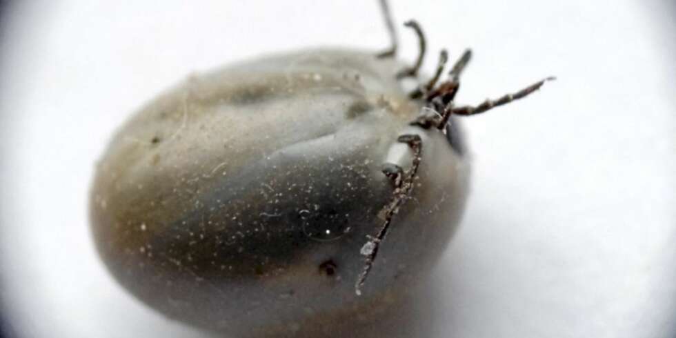 VÆR OBS: Flått sprer den skumle infeksjnssykdommen borrelia. VÆR OBS: Flått sprer den skumle infeksjnssykdommen borrelia.