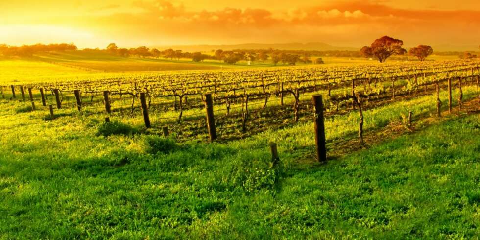 COGNAC: Hemmeligheten til Cognac ligger begravet i jorden. COGNAC: Hemmeligheten til Cognac ligger begravet i jorden.