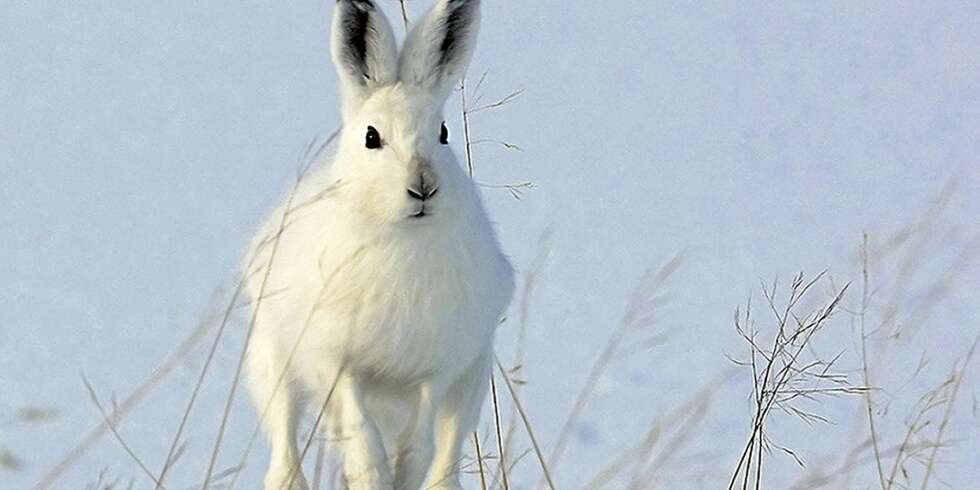 Ketil Olsens hare var det bildet som scoret høyest hos juryen i år , og ble kåret til Årets naturbilde 2010. Ketil Olsens hare var det bildet som scoret høyest hos juryen i år , og ble kåret til Årets naturbilde 2010.
