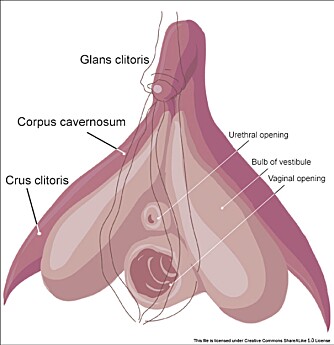 STØRRE ENN MAN TROR: Kvinnens klitoris er et stort organ, og det eneste organet i menneskekroppen som ene og alene er til for å gi nytelse. STØRRE ENN MAN TROR: Kvinnens klitoris er et stort organ, og det eneste organet i menneskekroppen som ene og alene er til for å gi nytelse.