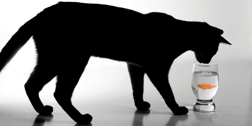 SVART KATT: Hvis du drømmer om en katt, er det ikke katten i seg selv som er interessant. SVART KATT: Hvis du drømmer om en katt, er det ikke katten i seg selv som er interessant.