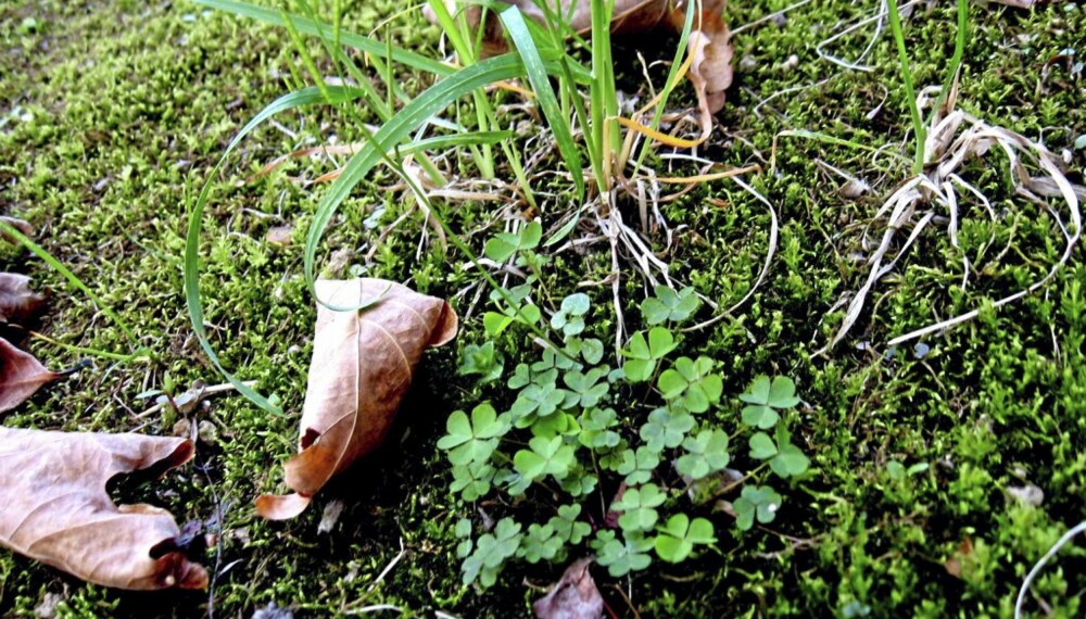 Mose i plenen. Mose i plenen.
