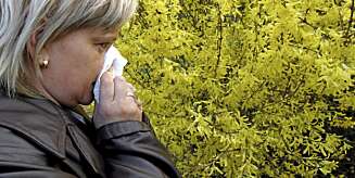 IRRITASJON: Når pollen kommer inn i nesen og øynene, reagerer kroppen med å produsere antistoffer som irriterer slimhinnene i nesen og luftveiene. IRRITASJON: Når pollen kommer inn i nesen og øynene, reagerer kroppen med å produsere antistoffer som irriterer slimhinnene i nesen og luftveiene.