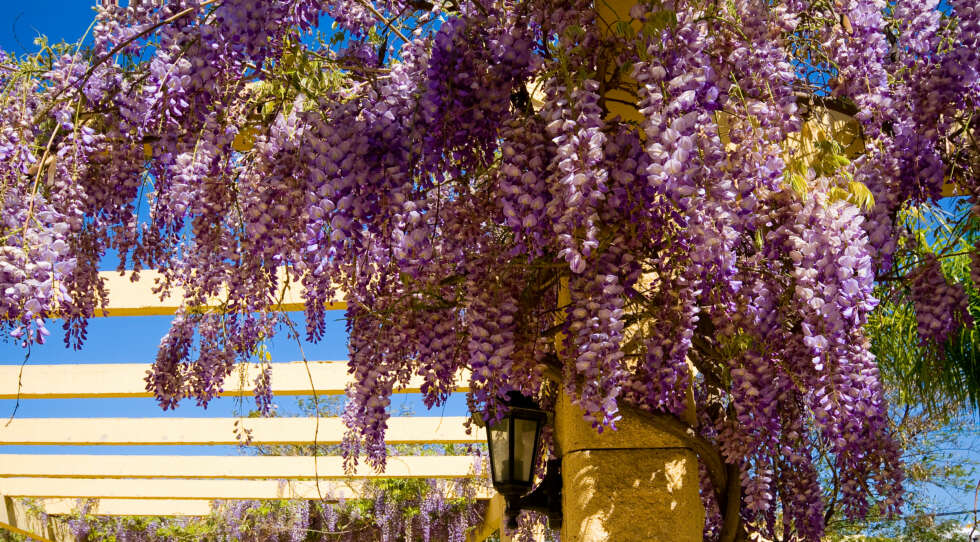 WISTERIA: Dette er hageekspertenes favoritt blant klatreplantene. Men vil den overleve vinteren? WISTERIA: Dette er hageekspertenes favoritt blant klatreplantene. Men vil den overleve vinteren?