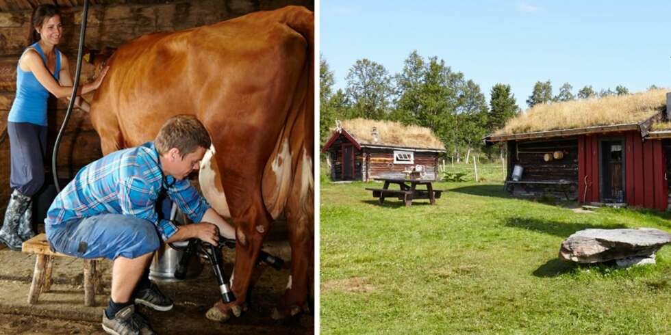 MELKER TO GANGER OM DAGEN: Øistein og Inga melker kyrne morgen og kveld. Annekset ble bygget i 1850, og det ble brukt til avkjøling til melk. På midten av 1970-tallet ble det innredet til sovebu. MELKER TO GANGER OM DAGEN: Øistein og Inga melker kyrne morgen og kveld. Annekset ble bygget i 1850, og det ble brukt til avkjøling til melk. På midten av 1970-tallet ble det innredet til sovebu.