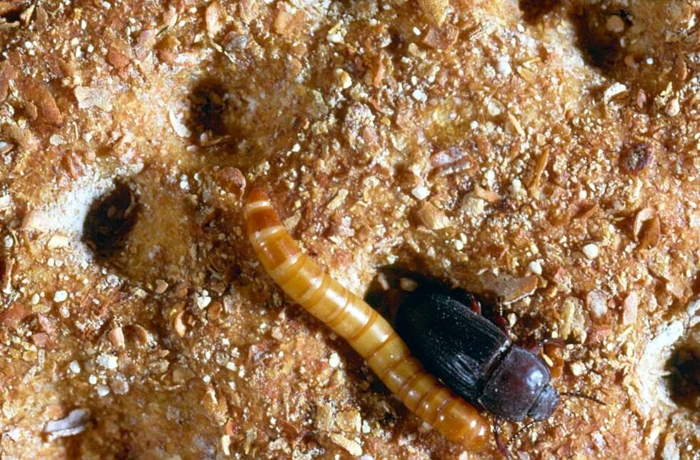 STOR MELBILLE: Sjekk mel og tørrvarer jevnlig, spesielt proteinrike kornvarer som sammalt mel, havregryn og musli, råder Stein Norstein i Anticimex. STOR MELBILLE: Sjekk mel og tørrvarer jevnlig, spesielt proteinrike kornvarer som sammalt mel, havregryn og musli, råder Stein Norstein i Anticimex.