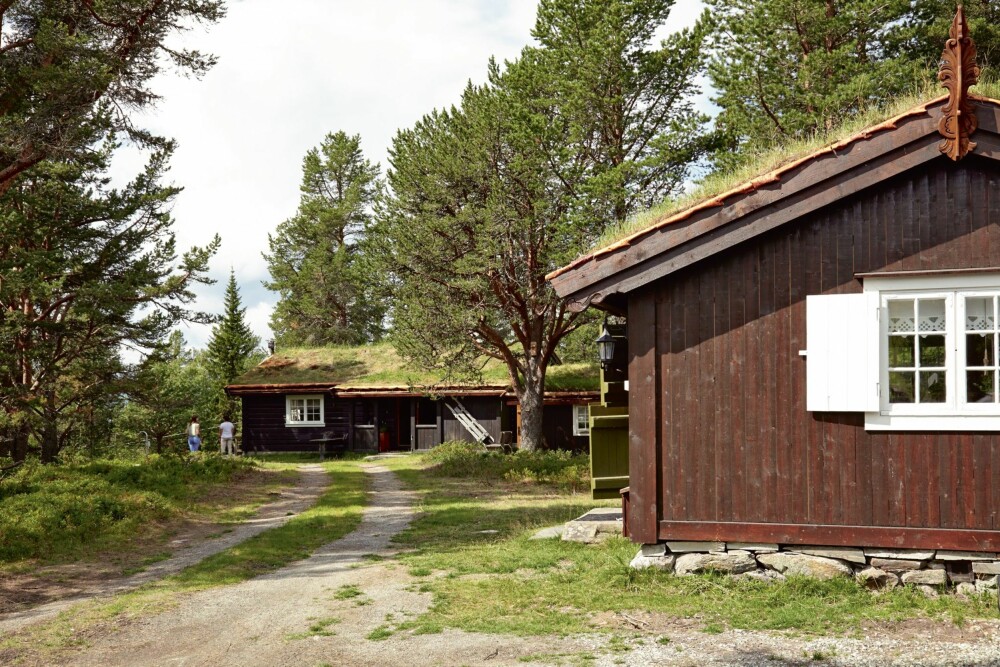 TUNET I SKOGEN: Skogen omkranser hyttetunet og gjør det til et lunt sted. Foran ligger gamlehytta, og vinduet vi ser på bildet er inn til kjøkkenet. TUNET I SKOGEN: Skogen omkranser hyttetunet og gjør det til et lunt sted. Foran ligger gamlehytta, og vinduet vi ser på bildet er inn til kjøkkenet.