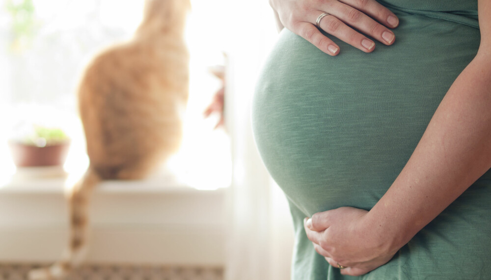 KOS MED PUS: Nei, du trenger ikke kaste ut katten når du blir gravid. Men vær nøye med hygienen. Foto: Gettyimages.com. KOS MED PUS: Nei, du trenger ikke kaste ut katten når du blir gravid. Men vær nøye med hygienen. Foto: Gettyimages.com.