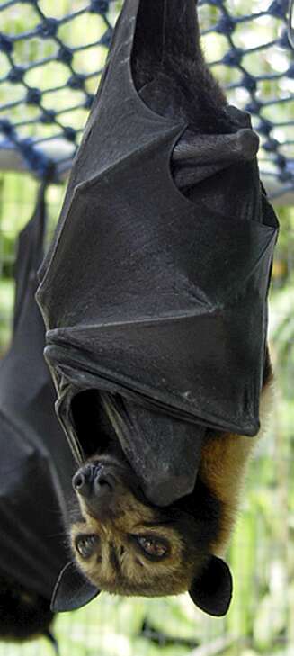 UTRYDNINGSTRUET: Malaysias flygende rever kan ifølge <a href=""http://www.indigenousportal.com/Biological-Diversity/Malaysia-Malaysia-urged-to-ban-flying-fox-hunting.html""> Indigenousportal.com </a> være utryddet innen 2015, med mindre myndighetene i landet forbyr jakt på dem. UTRYDNINGSTRUET: Malaysias flygende rever kan ifølge <a href=""http://www.indigenousportal.com/Biological-Diversity/Malaysia-Malaysia-urged-to-ban-flying-fox-hunting.html""> Indigenousportal.com </a> være utryddet innen 2015, med mindre myndighetene i landet forbyr jakt på dem.