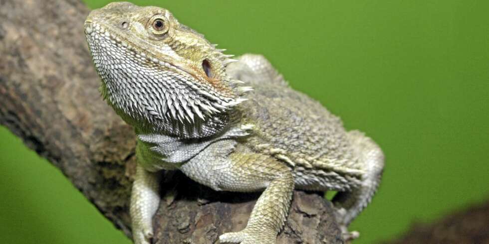 KJEKK KAR: Denne øgla er blant skapningene du kan treffe i Oslo Reptilpark. KJEKK KAR: Denne øgla er blant skapningene du kan treffe i Oslo Reptilpark.