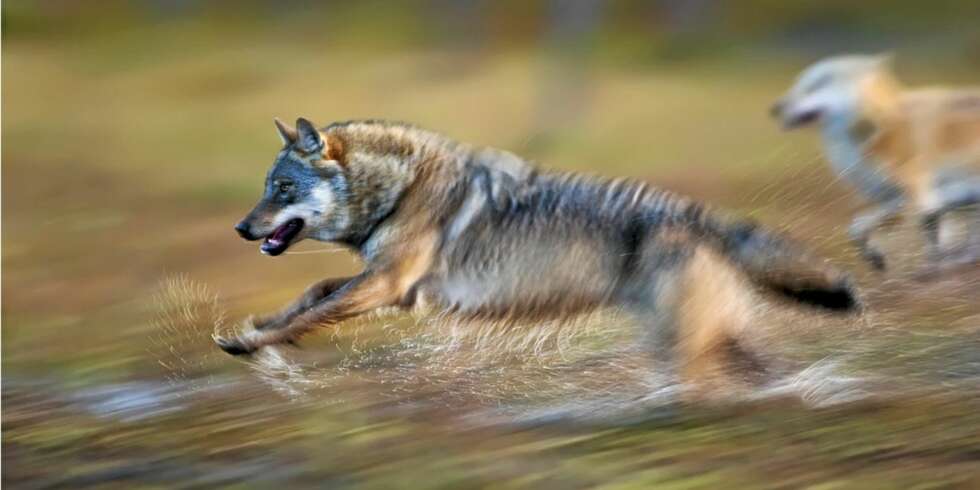 Terje Syltes gullbilde "Wolf attack" er ett av gullbildene i årets siste runde. Terje Syltes gullbilde "Wolf attack" er ett av gullbildene i årets siste runde.
