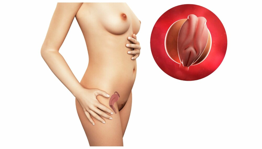 GRAVID UKE 4: Slik ser det ut i magen din etter fire uker. GRAVID UKE 4: Slik ser det ut i magen din etter fire uker.