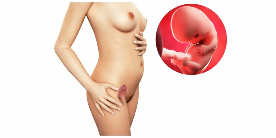 GRAVID UKE 8: Slik ser det ut i magen din etter åtte uker. GRAVID UKE 8: Slik ser det ut i magen din etter åtte uker.