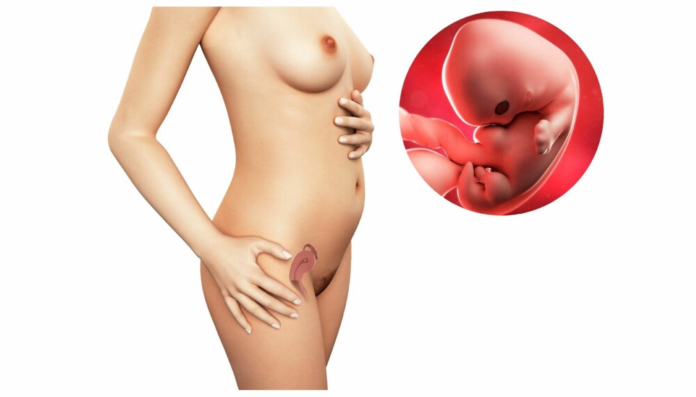 GRAVID UKE 7: Slik ser det ut i magen din etter sju uker. GRAVID UKE 7: Slik ser det ut i magen din etter sju uker.