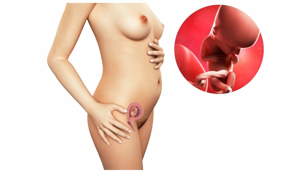 GRAVID UKE 13: Slik ser det ut i magen din etter 13 uker. GRAVID UKE 13: Slik ser det ut i magen din etter 13 uker.