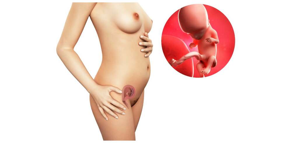 GRAVID UKE 12: Slik ser det ut i magen din etter tolv uker. GRAVID UKE 12: Slik ser det ut i magen din etter tolv uker.