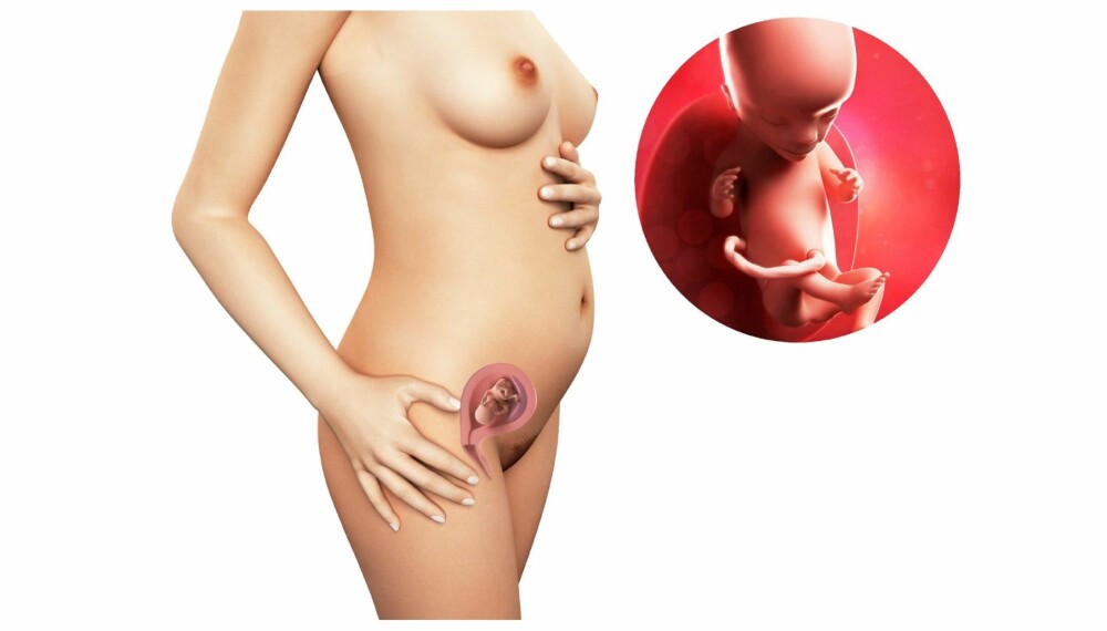 GRAVID UKE 15: Slik ser det ut i magen din etter femten uker. GRAVID UKE 15: Slik ser det ut i magen din etter femten uker.