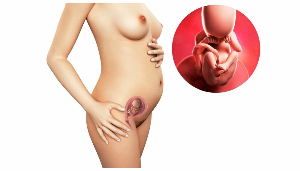 GRAVID UKE 18: Slik ser det ut i magen din etter atten uker. GRAVID UKE 18: Slik ser det ut i magen din etter atten uker.