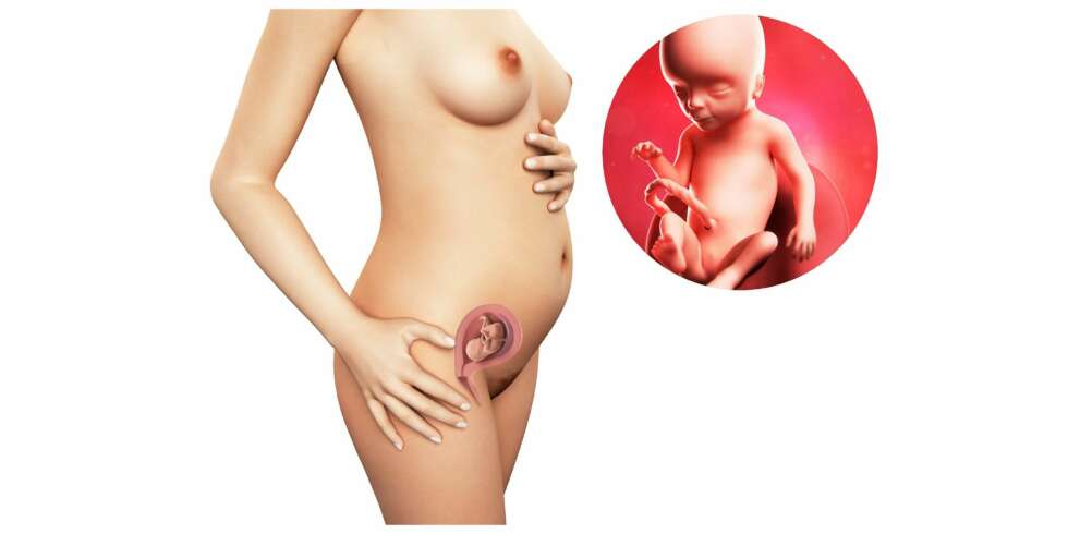 GRAVID UKE 17: Slik ser det ut i magen din etter sytten uker. GRAVID UKE 17: Slik ser det ut i magen din etter sytten uker.