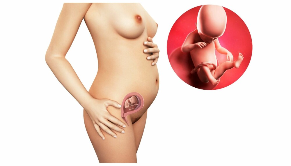 GRAVID UKE 19: Slik ser det ut i magen din etter nitten uker. GRAVID UKE 19: Slik ser det ut i magen din etter nitten uker.