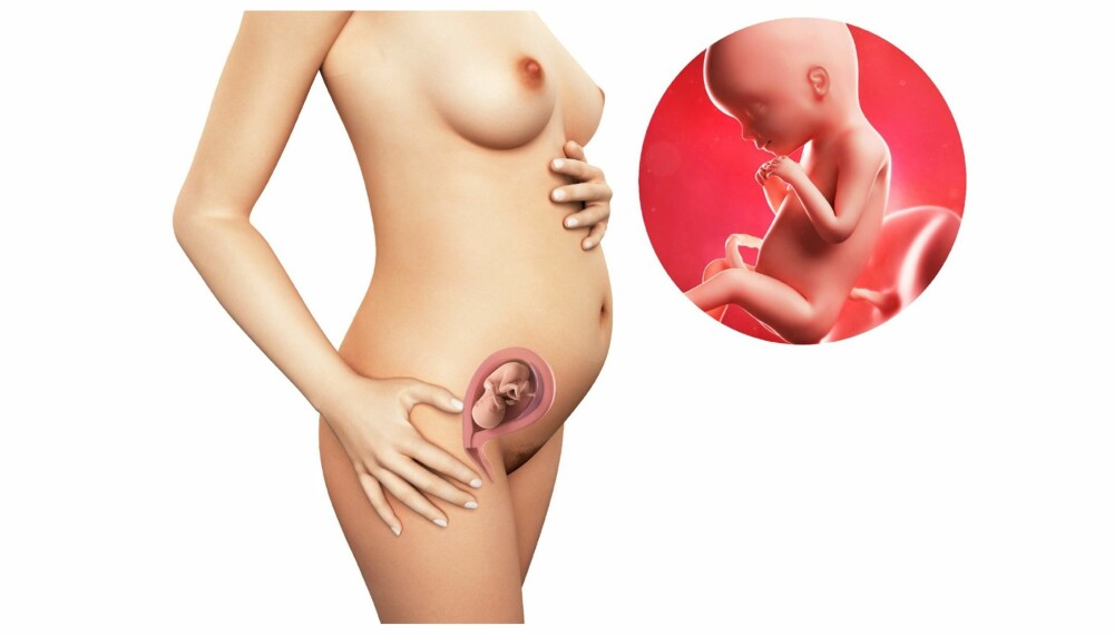 GRAVID UKE 20: Slik ser det ut i magen din etter 20 uker. GRAVID UKE 20: Slik ser det ut i magen din etter 20 uker.