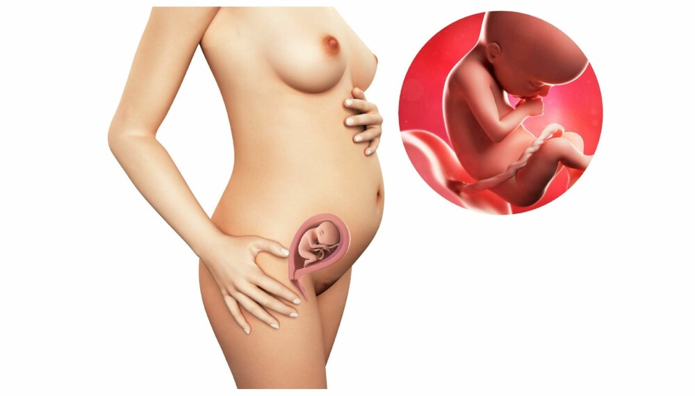 GRAVID UKE 21: Slik ser det ut i magen din etter 21 uker. GRAVID UKE 21: Slik ser det ut i magen din etter 21 uker.