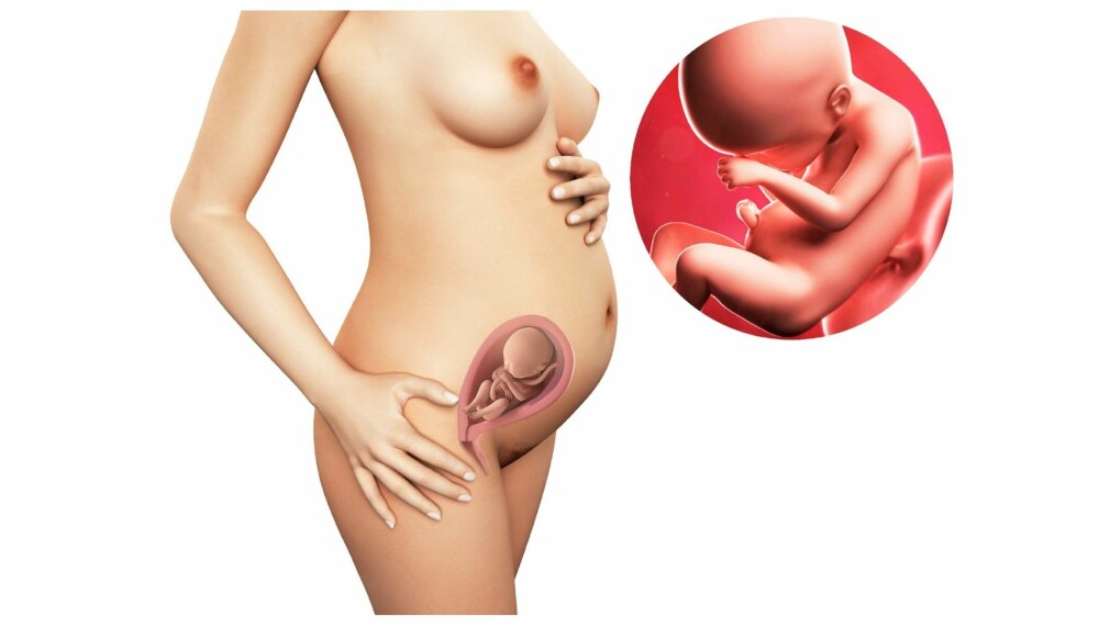GRAVID UKE 24: Slik ser det ut i magen din etter 24 uker. GRAVID UKE 24: Slik ser det ut i magen din etter 24 uker.