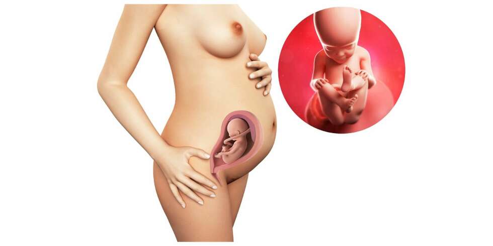 GRAVID UKE 27: Slik ser det ut i magen din etter 27 uker. GRAVID UKE 27: Slik ser det ut i magen din etter 27 uker.