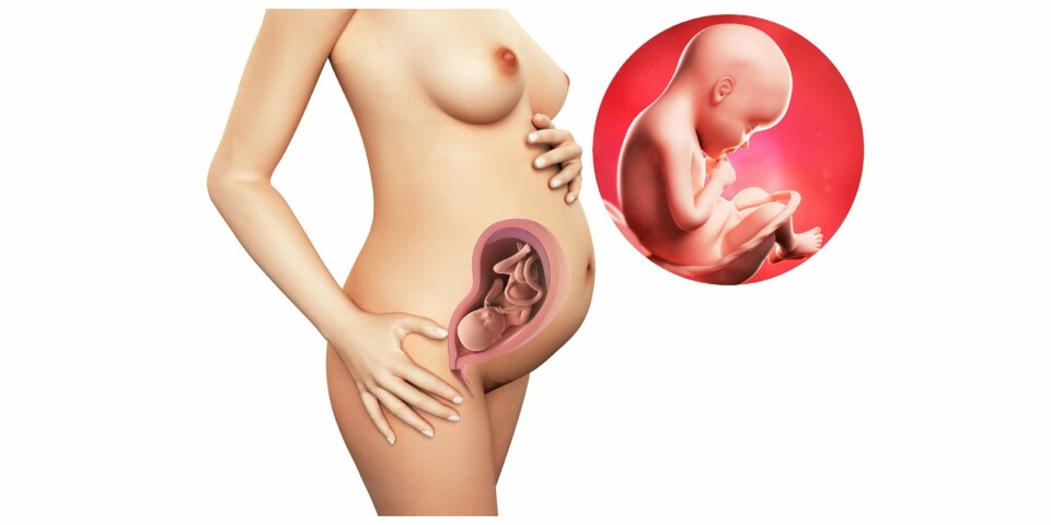 GRAVID UKE 29: Slik ser det ut i magen din etter 29 uker. GRAVID UKE 29: Slik ser det ut i magen din etter 29 uker.