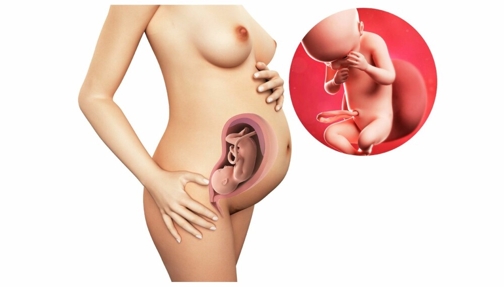 GRAVID UKE 30: Slik ser det ut i magen din etter 30 uker. GRAVID UKE 30: Slik ser det ut i magen din etter 30 uker.