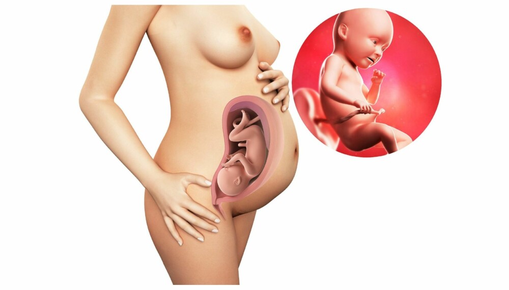 GRAVID UKE 34: Slik ser det ut i magen din etter 35 uker. GRAVID UKE 34: Slik ser det ut i magen din etter 35 uker.