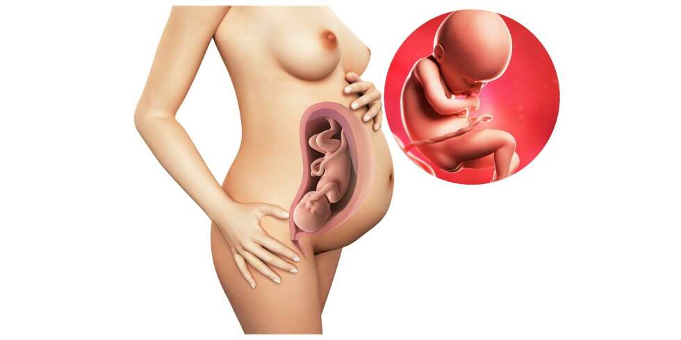 GRAVID UKE 36: Barnet glir nedover i bekkenet og hodet fester seg ved disse tider. GRAVID UKE 36: Barnet glir nedover i bekkenet og hodet fester seg ved disse tider.